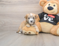 5 week old Morkie Puppy For Sale - Pilesgrove Pups