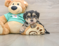 6 week old Morkie Puppy For Sale - Pilesgrove Pups