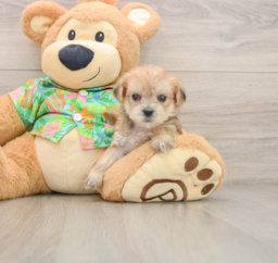 6 week old Morkie Puppy For Sale - Pilesgrove Pups