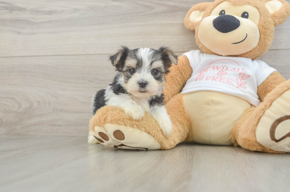 6 week old Morkie Puppy For Sale - Pilesgrove Pups