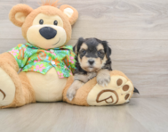 8 week old Morkie Puppy For Sale - Pilesgrove Pups