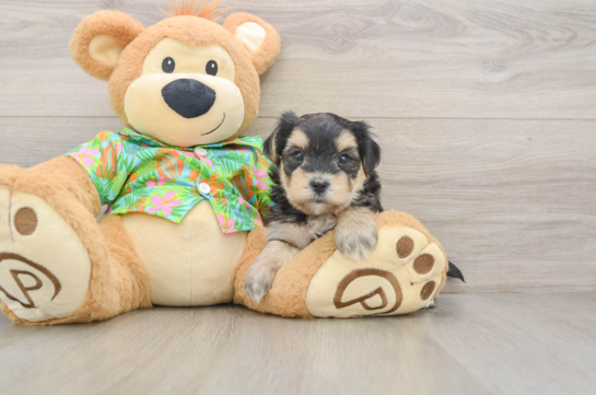 Morkie Puppy for Adoption