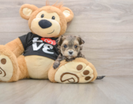 5 week old Morkie Puppy For Sale - Pilesgrove Pups