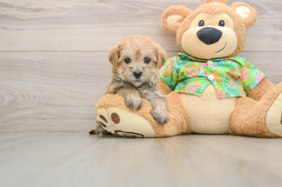 Friendly Morkie Baby