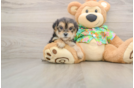 Playful Maltese Yorkie Mix Designer Puppy