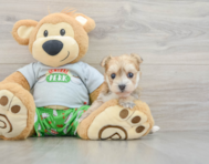 5 week old Morkie Puppy For Sale - Pilesgrove Pups