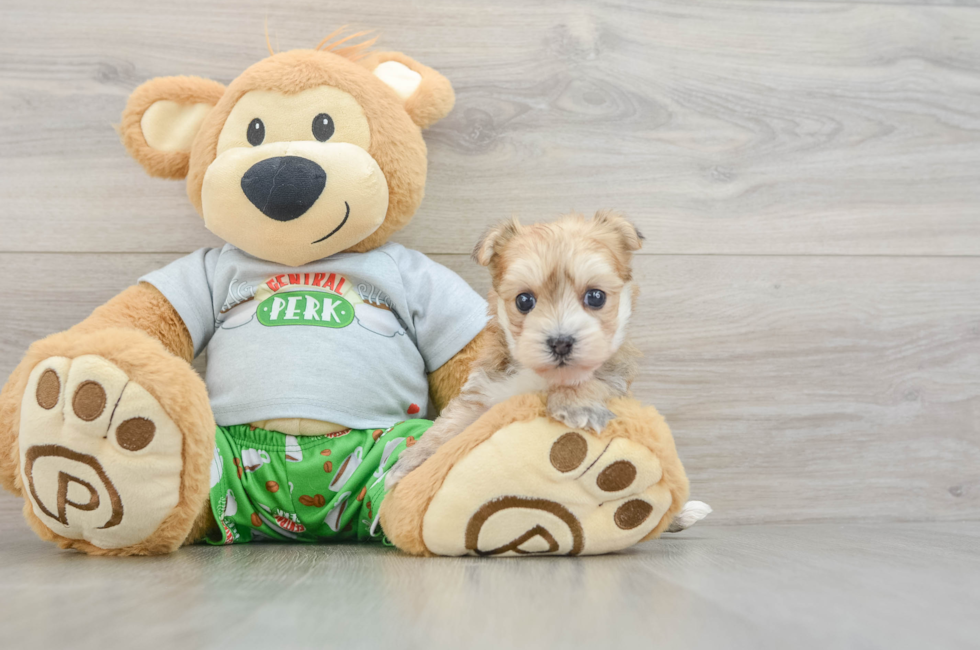 5 week old Morkie Puppy For Sale - Pilesgrove Pups