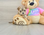 5 week old Morkie Puppy For Sale - Pilesgrove Pups