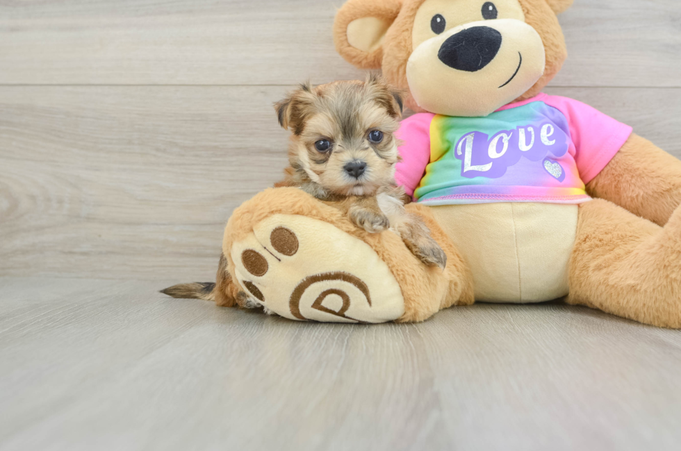 5 week old Morkie Puppy For Sale - Pilesgrove Pups