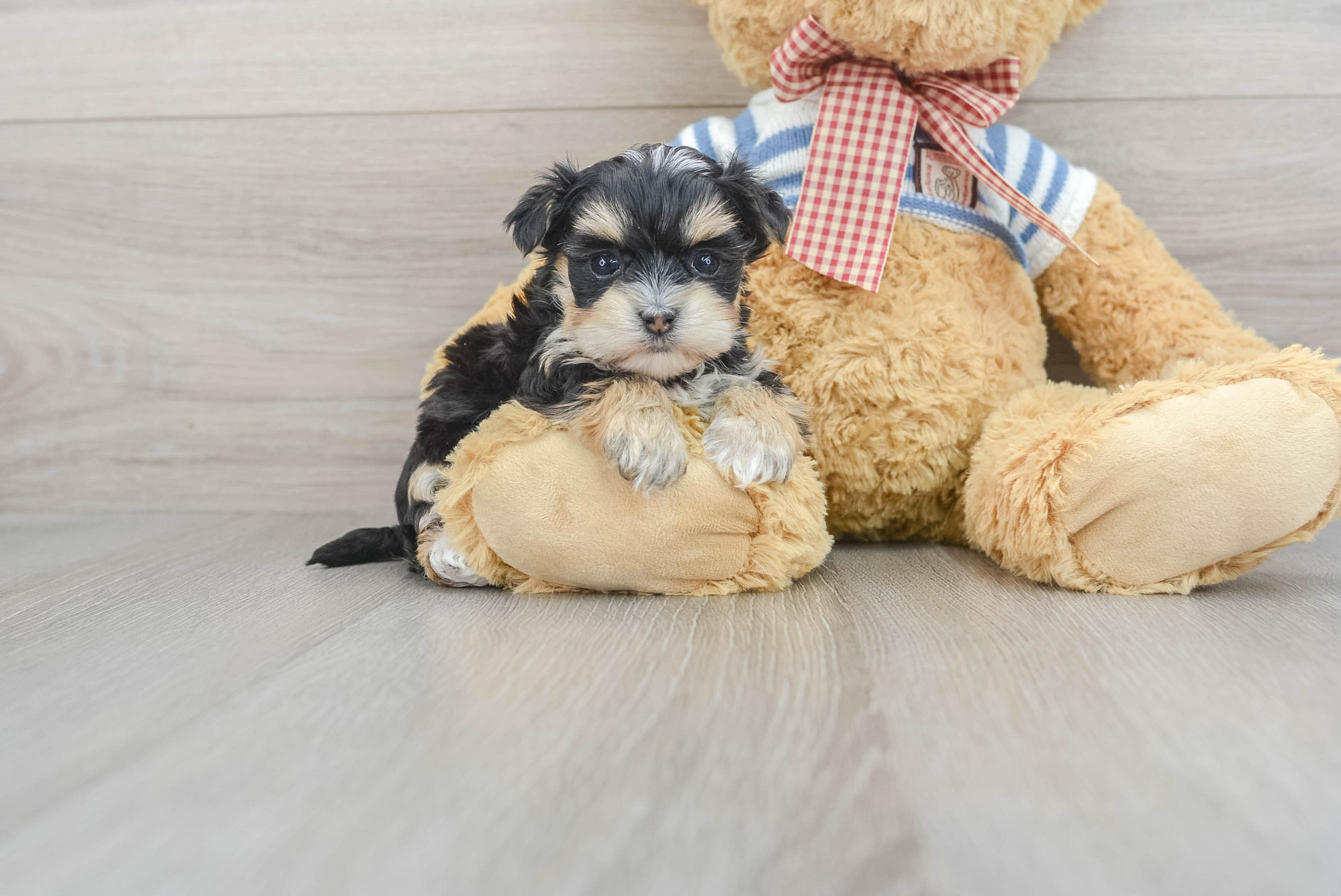 Cute Morkie Victoria 1lb 11oz Designer Puppy