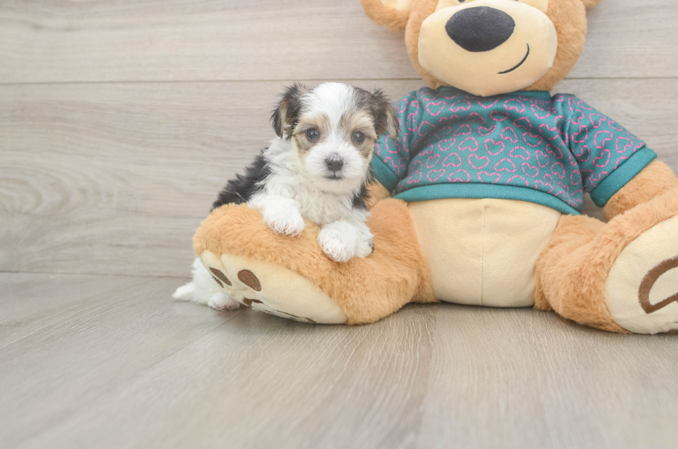 5 week old Morkie Puppy For Sale - Pilesgrove Pups