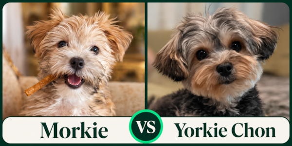 Morkie vs Yorkie Chon: Which Is Right for You?
