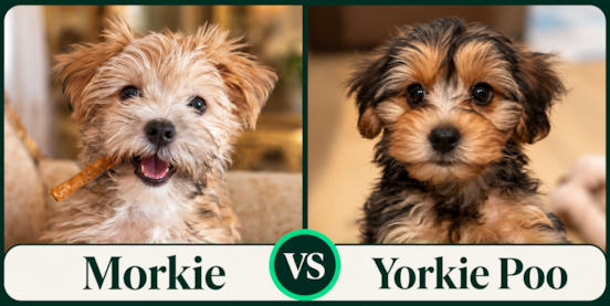 Morkie vs Yorkie Poo Comparison