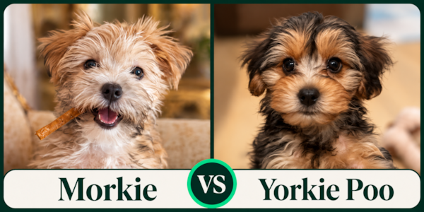 Morkie vs Yorkie Poo: Which Is Right for You?