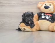 5 week old Morkie Puppy For Sale - Pilesgrove Pups