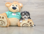 7 week old Morkie Puppy For Sale - Pilesgrove Pups