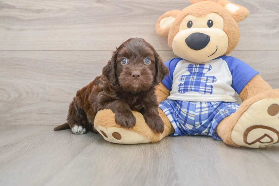 Mini Bernedoodle Pup Being Cute