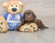 8 week old Mini Bernedoodle Puppy For Sale - Pilesgrove Pups