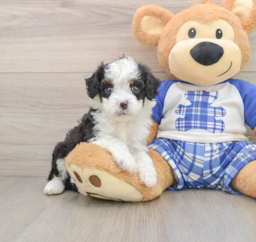 7 week old Mini Bernedoodle Puppy For Sale - Pilesgrove Pups