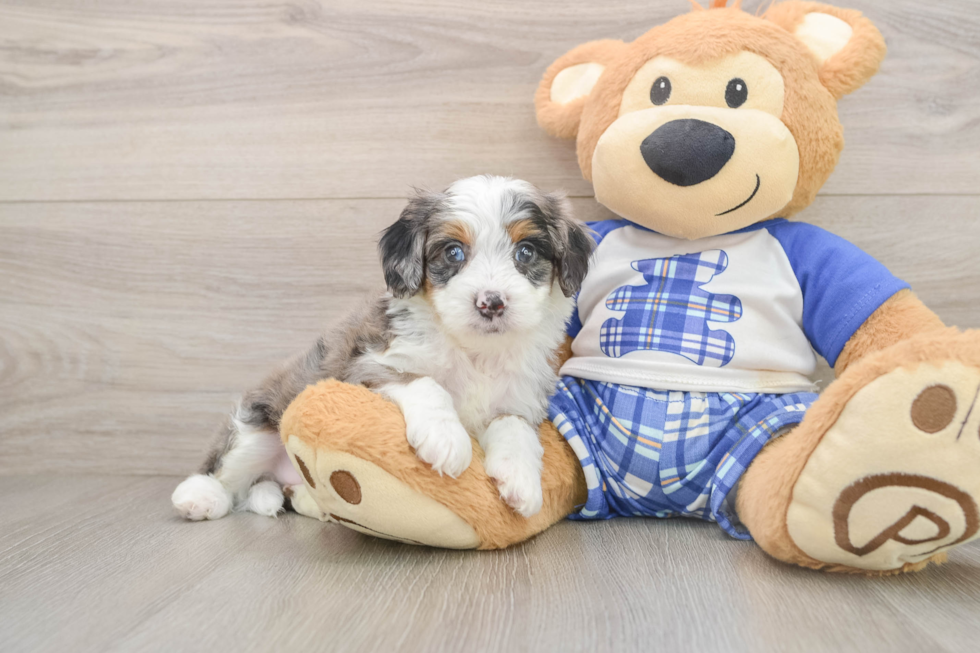 Mini Bernedoodle Puppy for Adoption