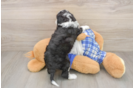 Best Mini Bernedoodle Baby