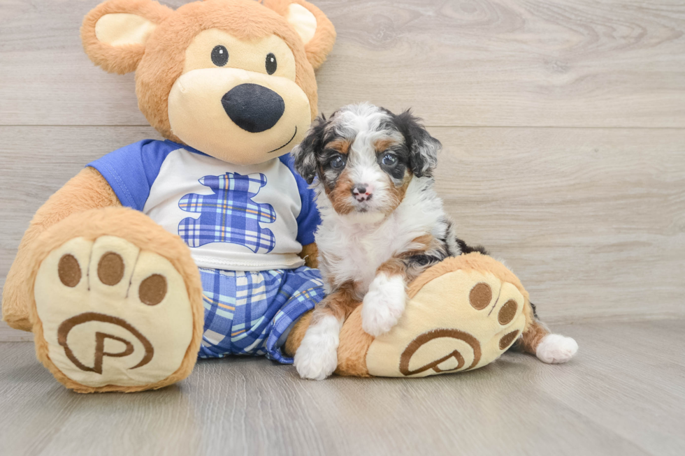 Fluffy Mini Bernedoodle Poodle Mix Pup