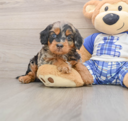6 week old Mini Bernedoodle Puppy For Sale - Pilesgrove Pups