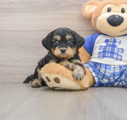 6 week old Mini Bernedoodle Puppy For Sale - Pilesgrove Pups
