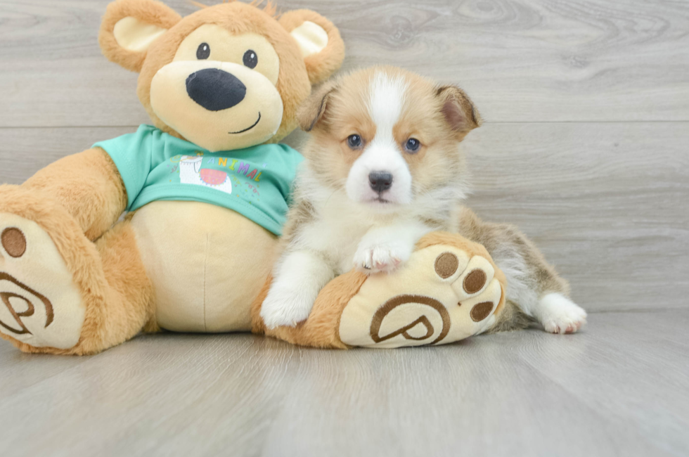 7 week old Pembroke Welsh Corgi Puppy For Sale - Pilesgrove Pups