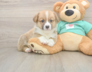 5 week old Pembroke Welsh Corgi Puppy For Sale - Pilesgrove Pups