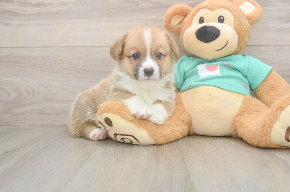 5 week old Pembroke Welsh Corgi Puppy For Sale - Pilesgrove Pups