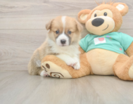 5 week old Pembroke Welsh Corgi Puppy For Sale - Pilesgrove Pups