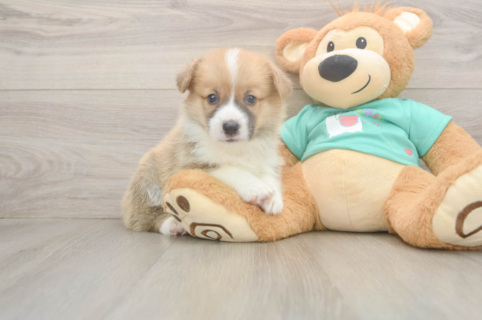 5 week old Pembroke Welsh Corgi Puppy For Sale - Pilesgrove Pups