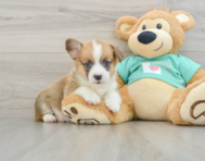 8 week old Pembroke Welsh Corgi Puppy For Sale - Pilesgrove Pups