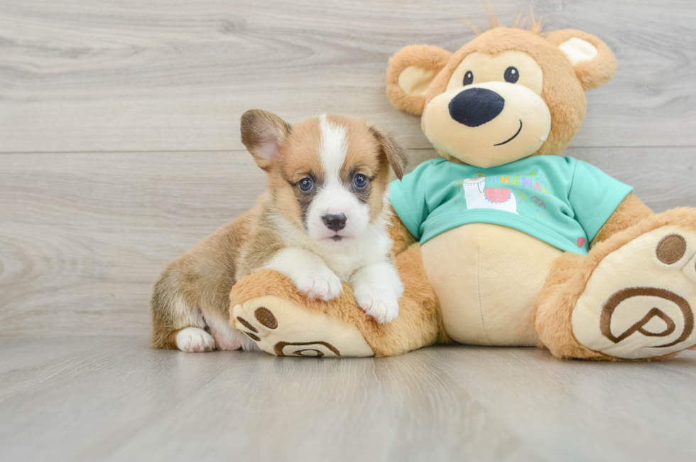 8 week old Pembroke Welsh Corgi Puppy For Sale - Pilesgrove Pups