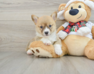 5 week old Pembroke Welsh Corgi Puppy For Sale - Pilesgrove Pups