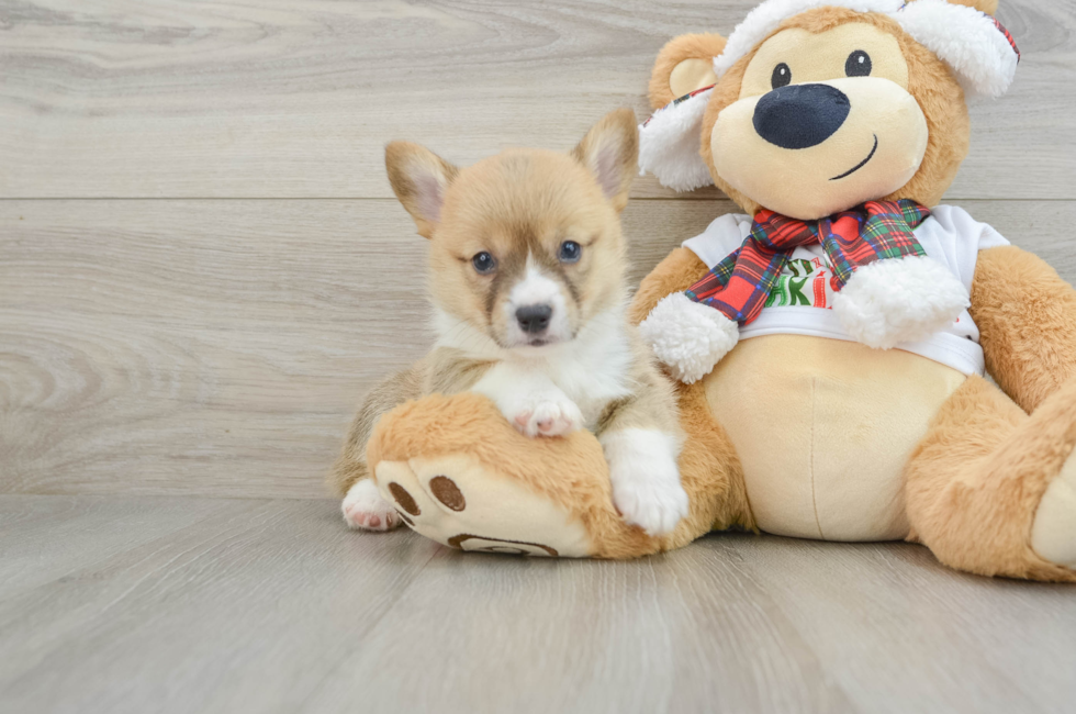 5 week old Pembroke Welsh Corgi Puppy For Sale - Pilesgrove Pups