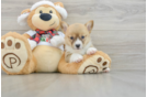 Pembroke Welsh Corgi Pup Being Cute