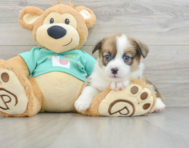 8 week old Pembroke Welsh Corgi Puppy For Sale - Pilesgrove Pups