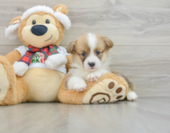 5 week old Pembroke Welsh Corgi Puppy For Sale - Pilesgrove Pups