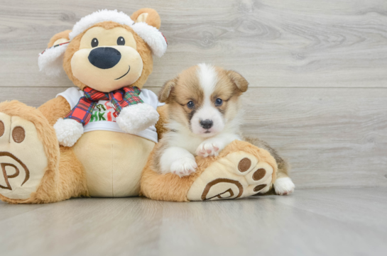 Playful Pembroke Welsh Corgi Purebred Pup