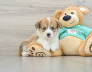 5 week old Pembroke Welsh Corgi Puppy For Sale - Pilesgrove Pups