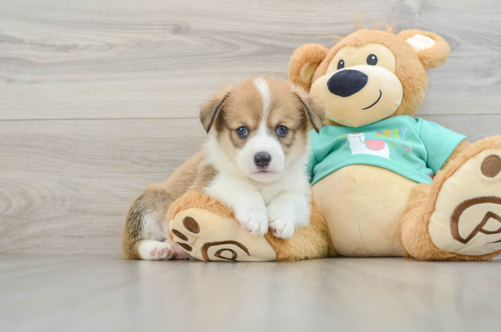 8 week old Pembroke Welsh Corgi Puppy For Sale - Pilesgrove Pups