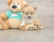 5 week old Pembroke Welsh Corgi Puppy For Sale - Pilesgrove Pups
