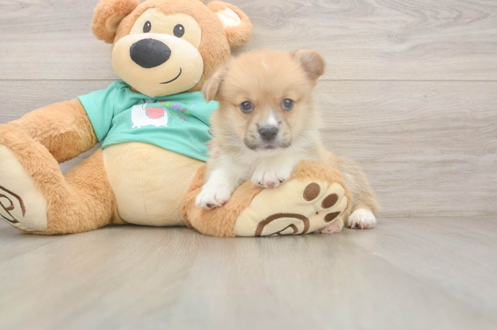 5 week old Pembroke Welsh Corgi Puppy For Sale - Pilesgrove Pups