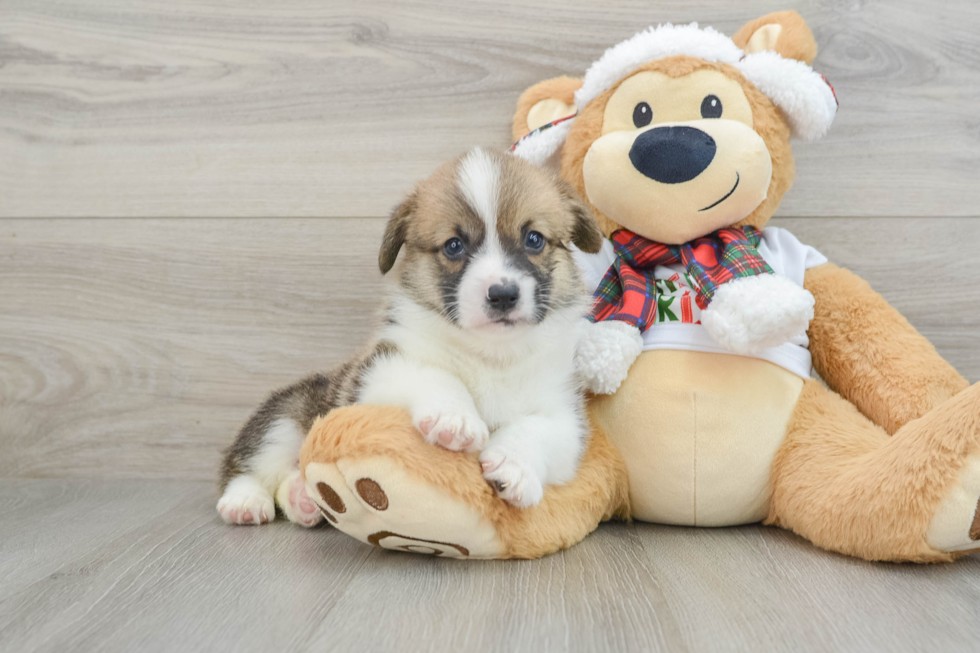 Hypoallergenic Pembroke Welsh Corgi Baby