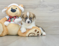 5 week old Pembroke Welsh Corgi Puppy For Sale - Pilesgrove Pups