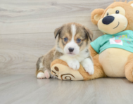 5 week old Pembroke Welsh Corgi Puppy For Sale - Pilesgrove Pups