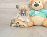 5 week old Pembroke Welsh Corgi Puppy For Sale - Pilesgrove Pups