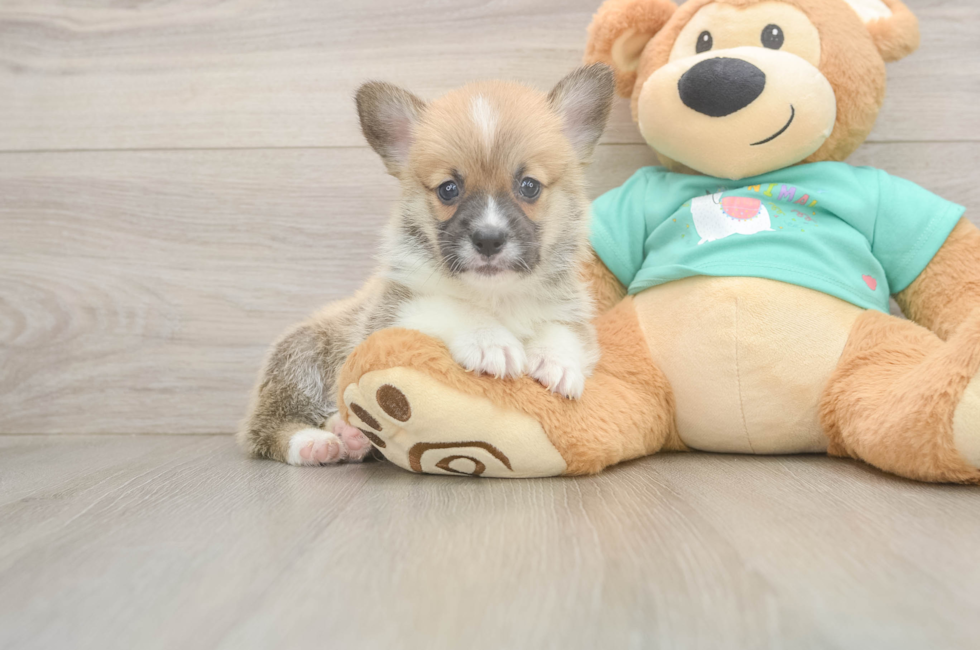 5 week old Pembroke Welsh Corgi Puppy For Sale - Pilesgrove Pups